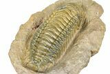 Crotalocephalina Trilobite - Giant For Species #363231-5